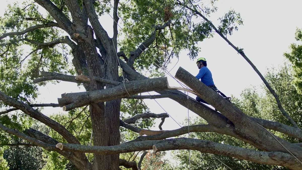 Professional Crown Thinning performed by certified arborists in Walnut Creek
