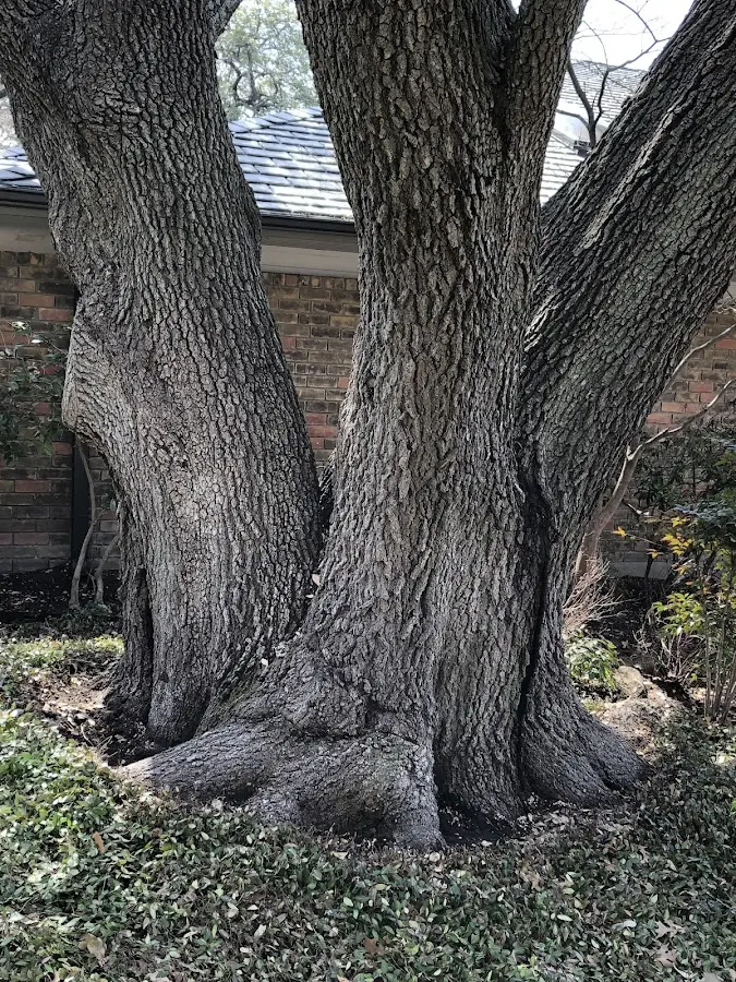 Mature heritage tree close to a Walnut Creek property cared for by certified arborists