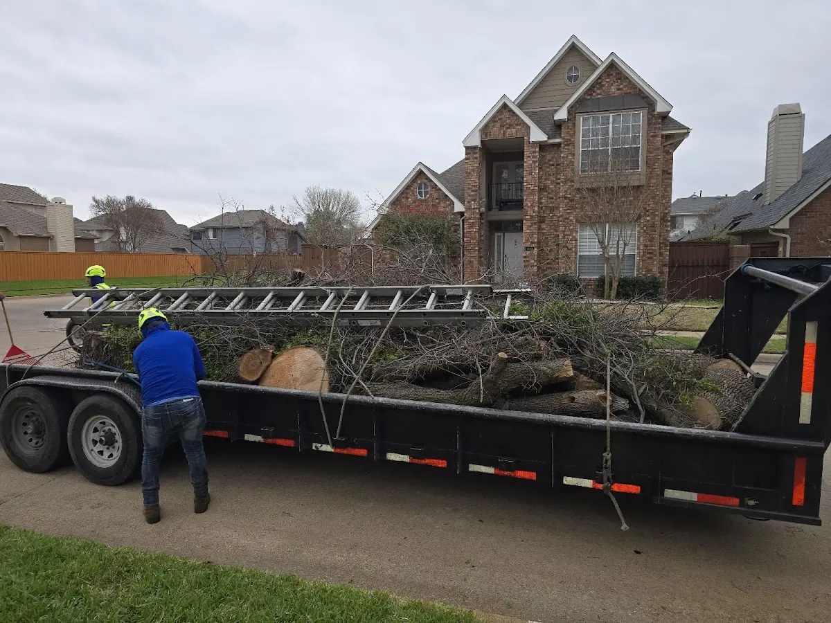 Expert Deadwooding with proper safety equipment in Walnut Creek